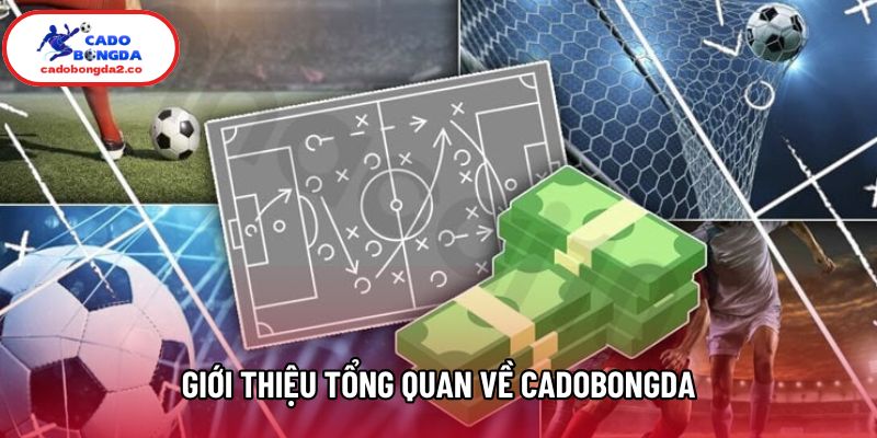 Giới thiệu tổng quan về Cadobongda